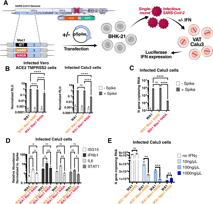 A single inactivating amino acid change in the SARS-CoV-2 NSP3 Mac1 domain attenuates viral replication in vivo.