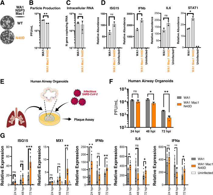 A single inactivating amino acid change in the SARS-CoV-2 NSP3 Mac1 domain attenuates viral replication in vivo.