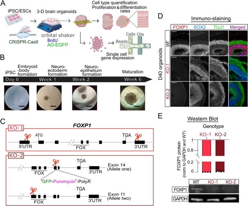 FOXP1 orchestrates neurogenesis in human cortical basal radial glial cells.