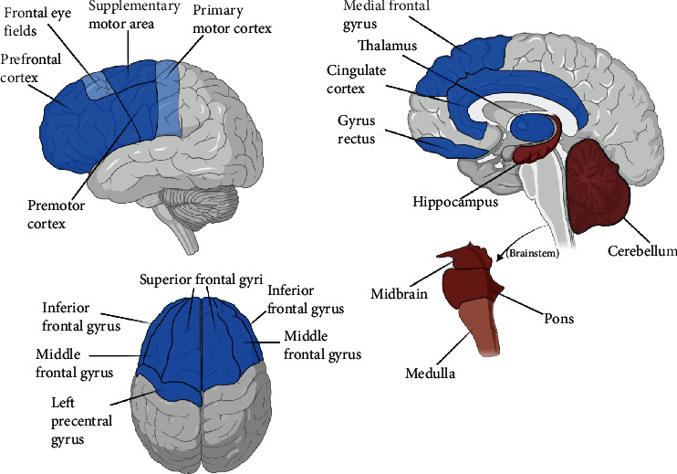 PET and SPECT Imaging of ALS: An Educational Review.