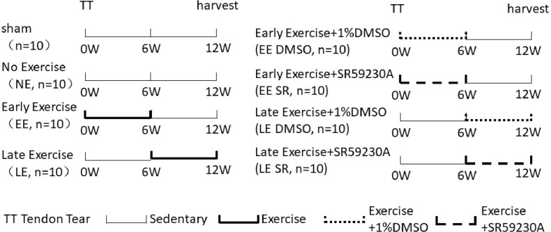 High-intensity interval training improves fatty infiltration in the rotator cuff through the β3 adrenergic receptor in mice.