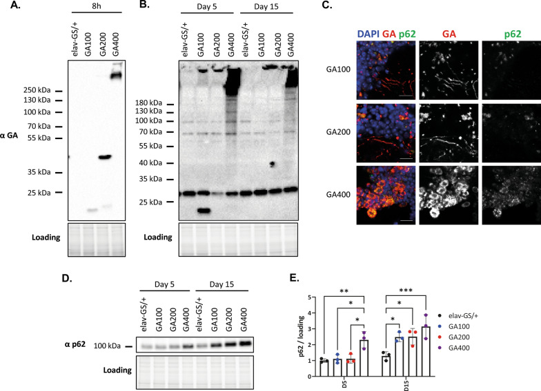 Repeat length of C9orf72-associated glycine-alanine polypeptides affects their toxicity.