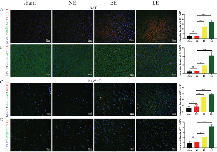 High-intensity interval training improves fatty infiltration in the rotator cuff through the β3 adrenergic receptor in mice.