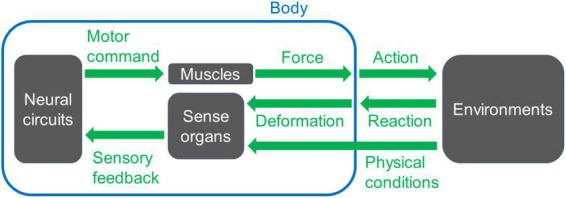 Linking neural circuits to the mechanics of animal behavior in <i>Drosophila</i> larval locomotion.