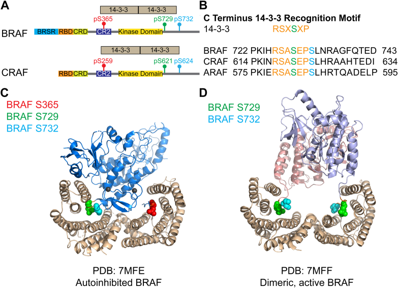 A novel phosphorylation site involved in dissociating RAF kinase from the scaffolding protein 14-3-3 and disrupting RAF dimerization.