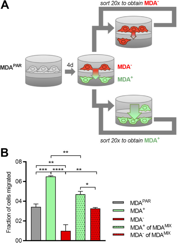 Phenotypically sorted highly and weakly migratory triple negative breast cancer cells exhibit migratory and metastatic commensalism.