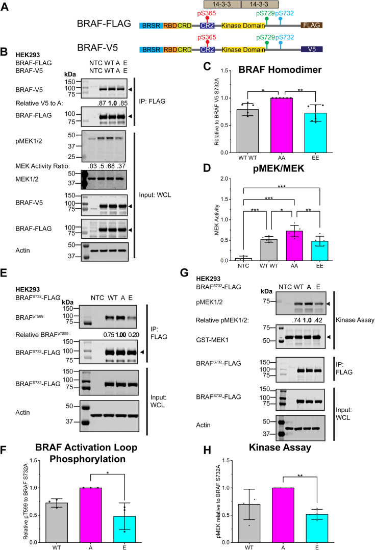 A novel phosphorylation site involved in dissociating RAF kinase from the scaffolding protein 14-3-3 and disrupting RAF dimerization.