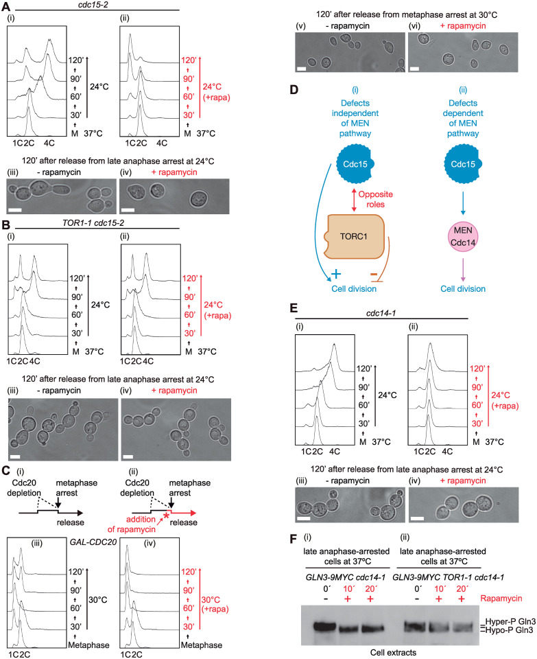 TOR complex 1 negatively regulates NDR kinase Cbk1 to control cell separation in budding yeast.