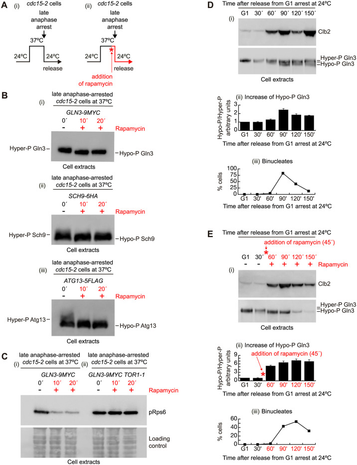 TOR complex 1 negatively regulates NDR kinase Cbk1 to control cell separation in budding yeast.