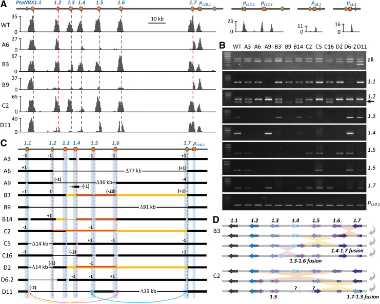 Multiplex Editing of the <i>Nucleoredoxin1</i> Tandem Array in Poplar: From Small Indels to Translocations and Complex Inversions.