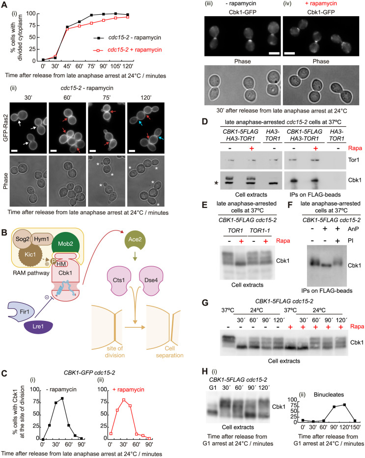 TOR complex 1 negatively regulates NDR kinase Cbk1 to control cell separation in budding yeast.