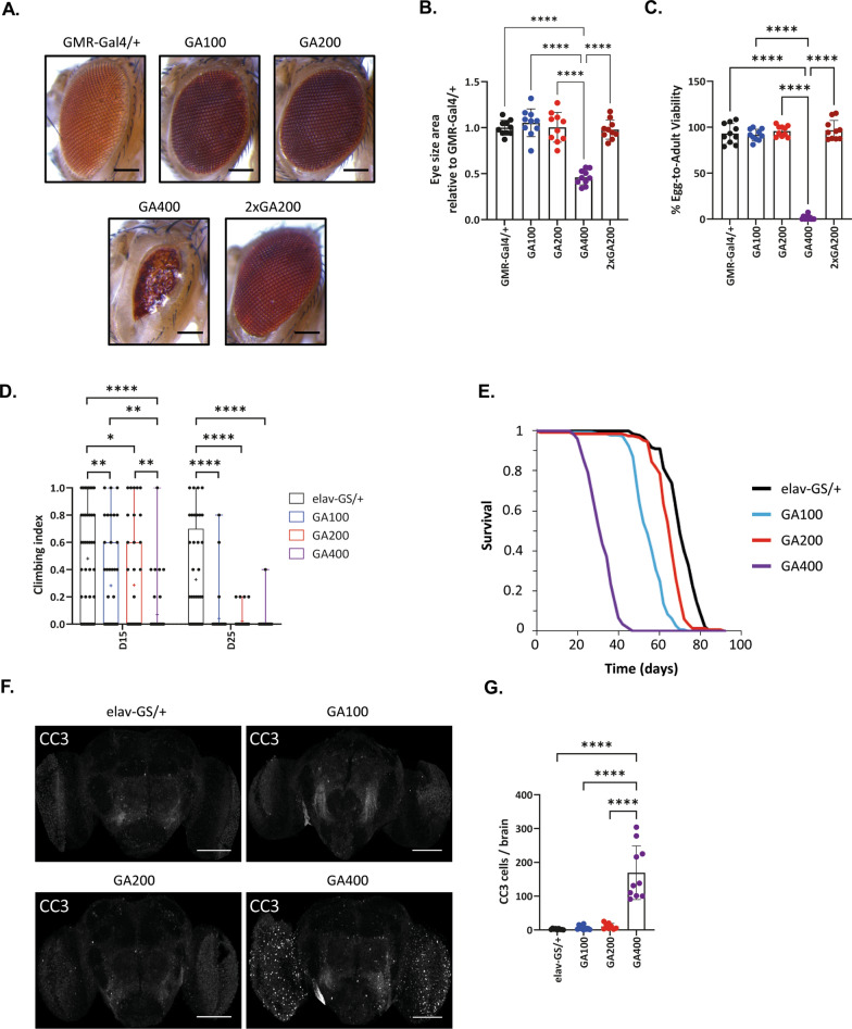 Repeat length of C9orf72-associated glycine-alanine polypeptides affects their toxicity.