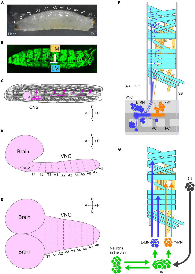 Linking neural circuits to the mechanics of animal behavior in <i>Drosophila</i> larval locomotion.