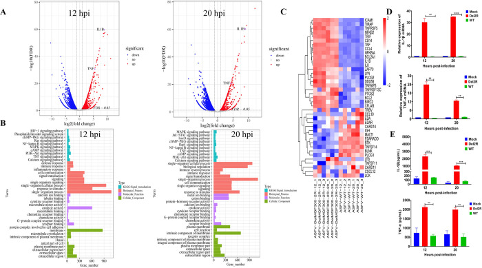 The MGF300-2R protein of African swine fever virus is associated with viral pathogenicity by promoting the autophagic degradation of IKKα and IKKβ through the recruitment of TOLLIP.