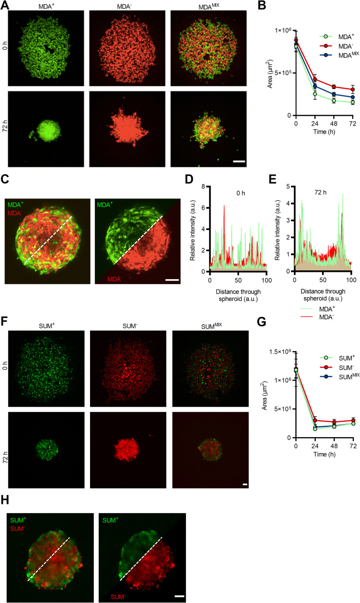 Phenotypically sorted highly and weakly migratory triple negative breast cancer cells exhibit migratory and metastatic commensalism.