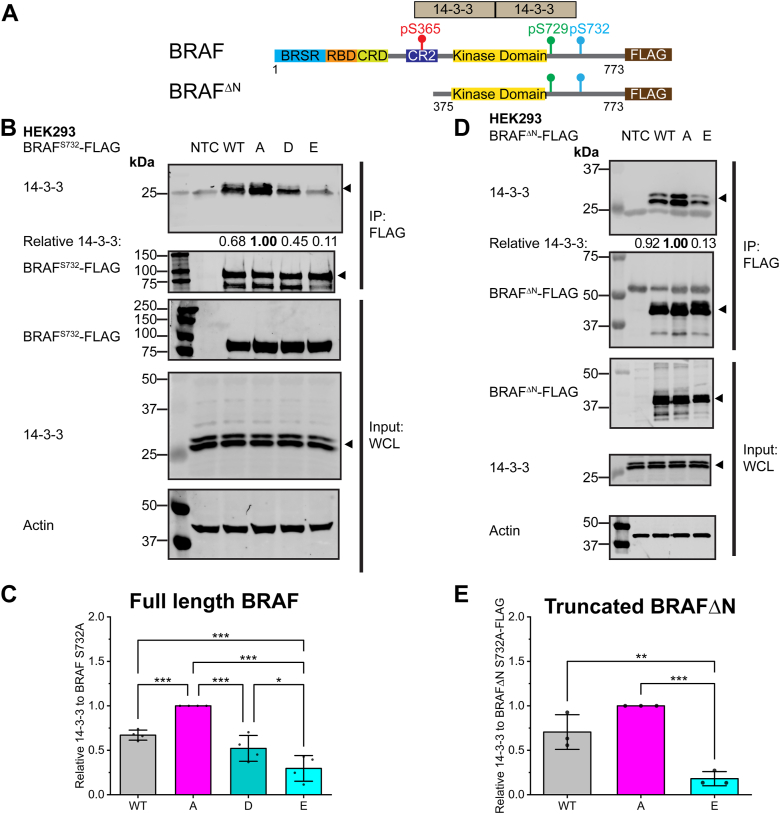 A novel phosphorylation site involved in dissociating RAF kinase from the scaffolding protein 14-3-3 and disrupting RAF dimerization.