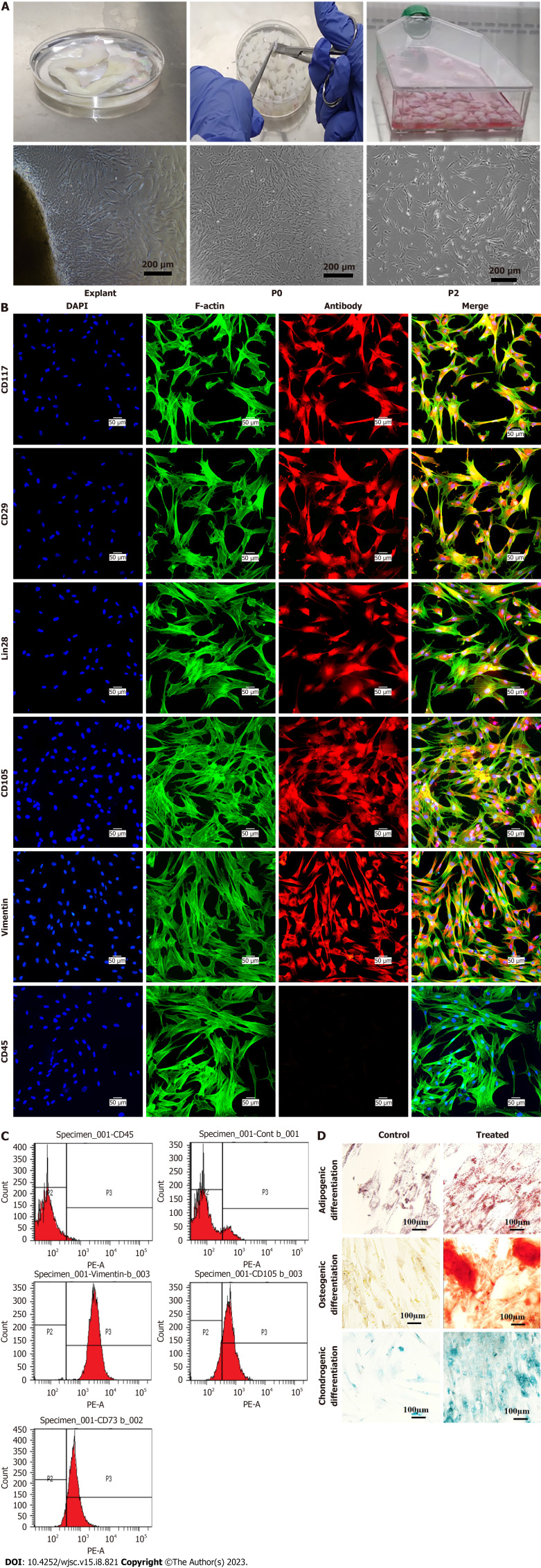 Wnt signaling pathway inhibitor promotes mesenchymal stem cells differentiation into cardiac progenitor cells <i>in vitro</i> and improves cardiomyopathy <i>in vivo</i>.