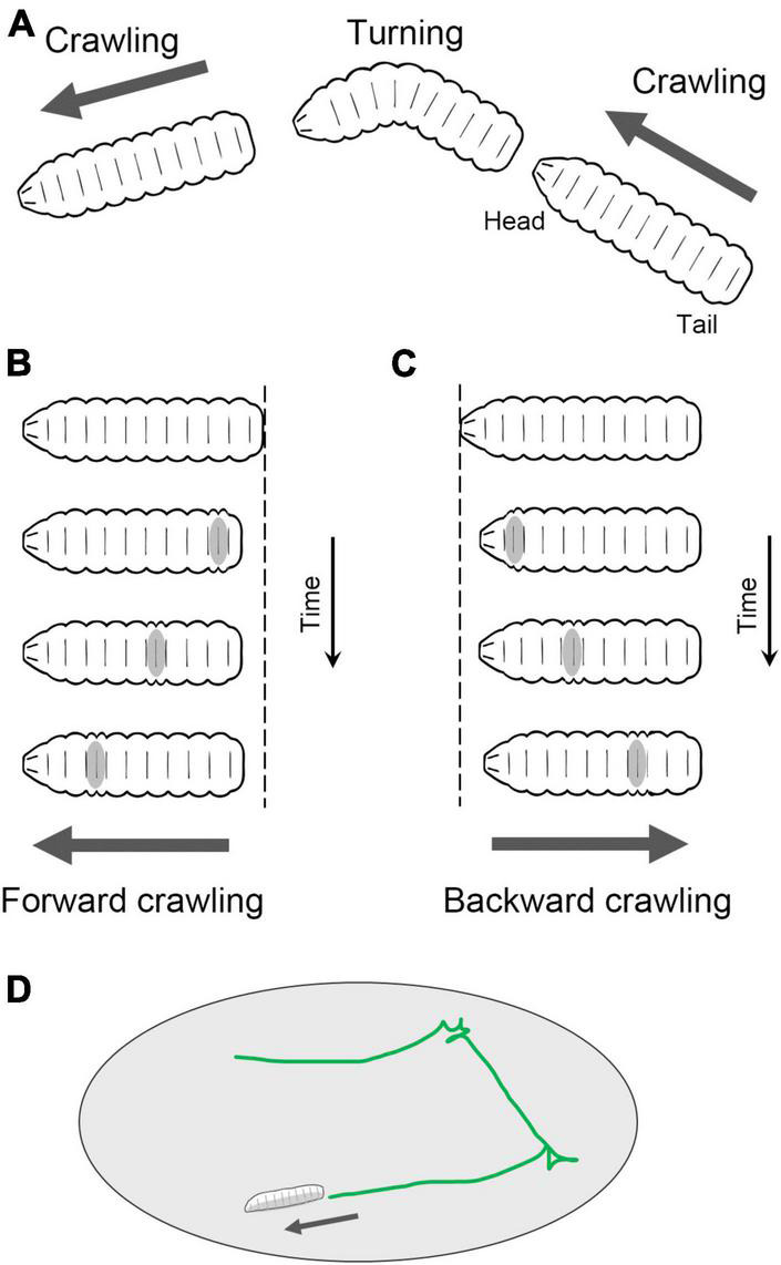 Linking neural circuits to the mechanics of animal behavior in <i>Drosophila</i> larval locomotion.