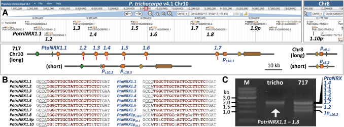 Multiplex Editing of the <i>Nucleoredoxin1</i> Tandem Array in Poplar: From Small Indels to Translocations and Complex Inversions.