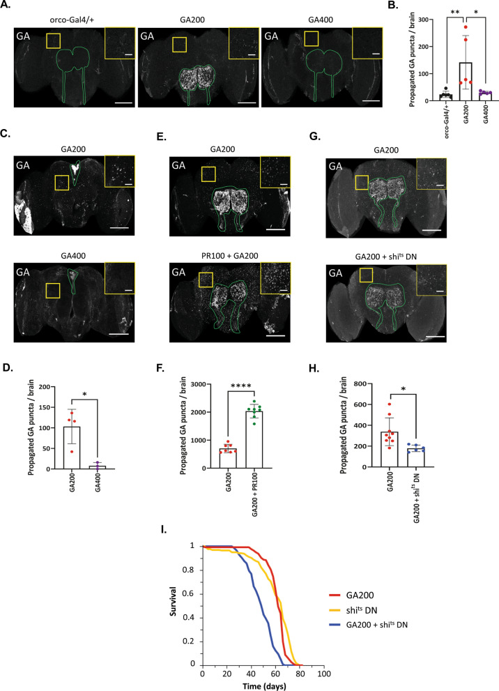 Repeat length of C9orf72-associated glycine-alanine polypeptides affects their toxicity.