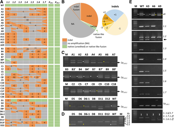 Multiplex Editing of the <i>Nucleoredoxin1</i> Tandem Array in Poplar: From Small Indels to Translocations and Complex Inversions.