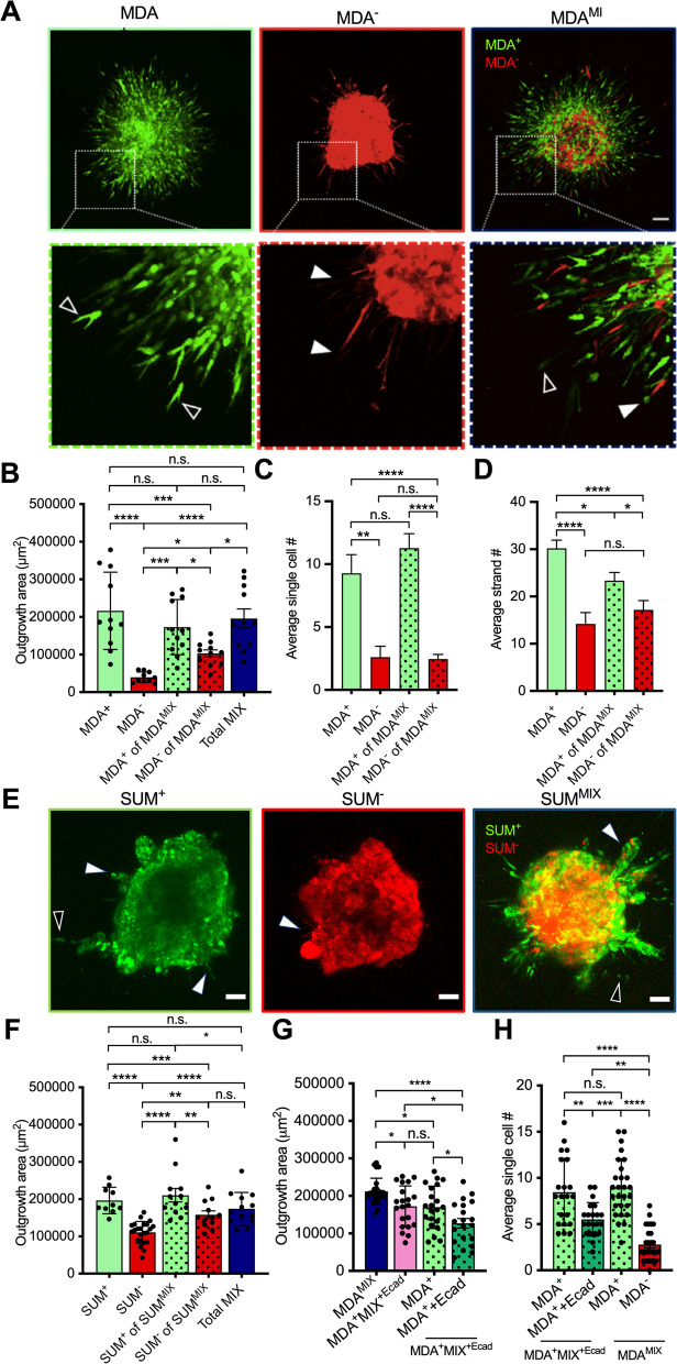 Phenotypically sorted highly and weakly migratory triple negative breast cancer cells exhibit migratory and metastatic commensalism.