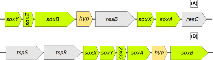 Mechanisms of bioleaching: iron and sulfur oxidation by acidophilic microorganisms.