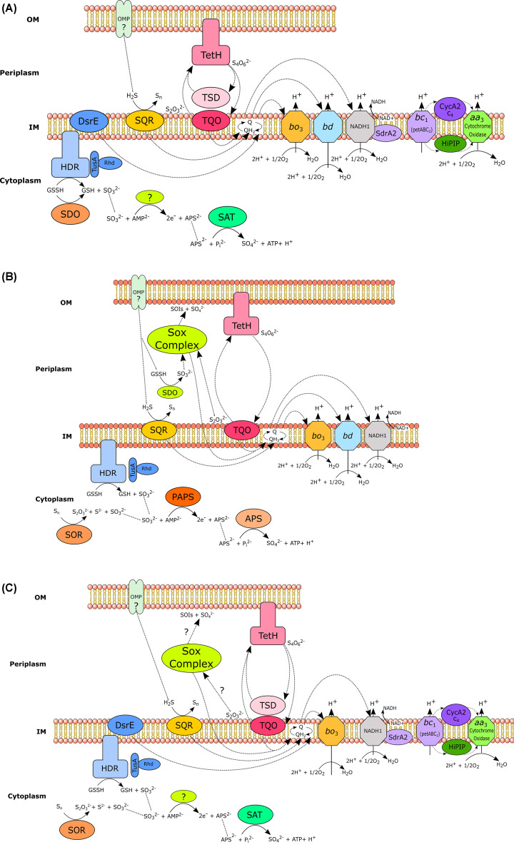 Mechanisms of bioleaching: iron and sulfur oxidation by acidophilic microorganisms.