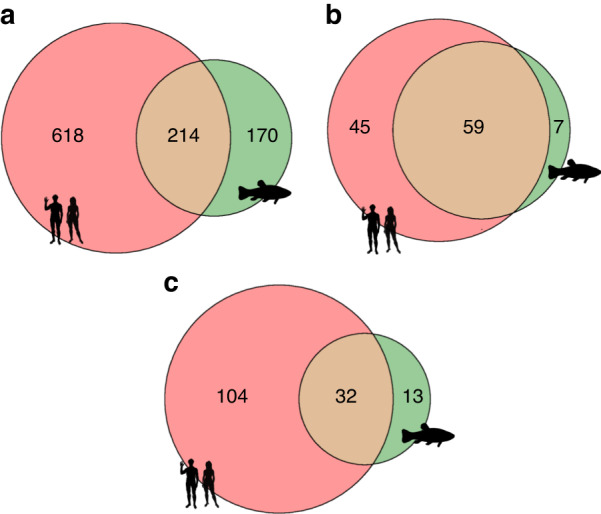 Phylobone: a comprehensive database of bone extracellular matrix proteins in human and model organisms.