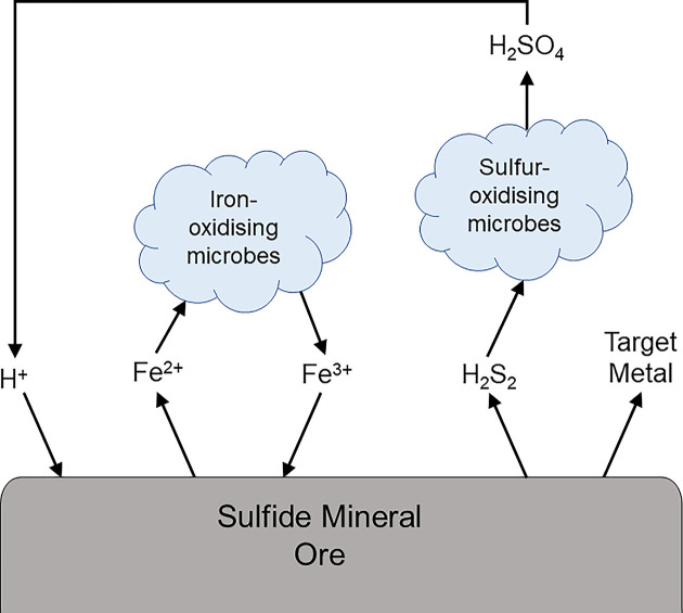 Mechanisms of bioleaching: iron and sulfur oxidation by acidophilic microorganisms.