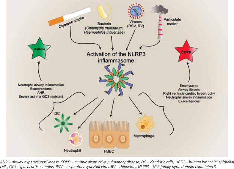 Inflammasome signalling pathway in the regulation of inflammation - its involvement in the development and exacerbation of asthma and chronic obstructive pulmonary disease.