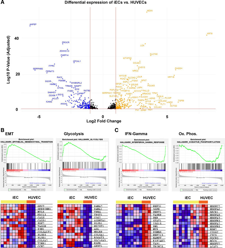 Proteomics of novel induced pluripotent stem cell-derived vascular endothelial cells reveal extensive similarity with an immortalized human endothelial cell line.