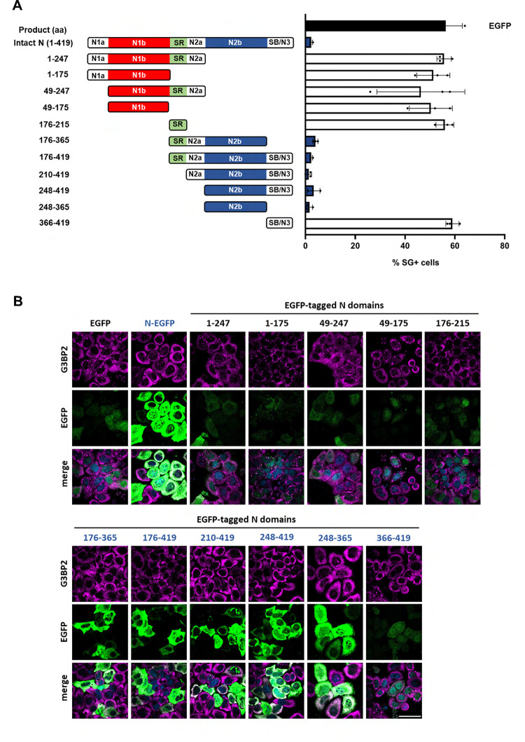 SARS-CoV-2 nucleocapsid protein inhibits the PKR-mediated integrated stress response through RNA-binding domain N2b.