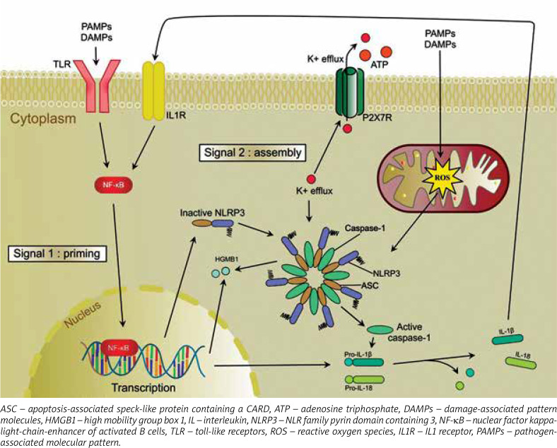 Inflammasome signalling pathway in the regulation of inflammation - its involvement in the development and exacerbation of asthma and chronic obstructive pulmonary disease.