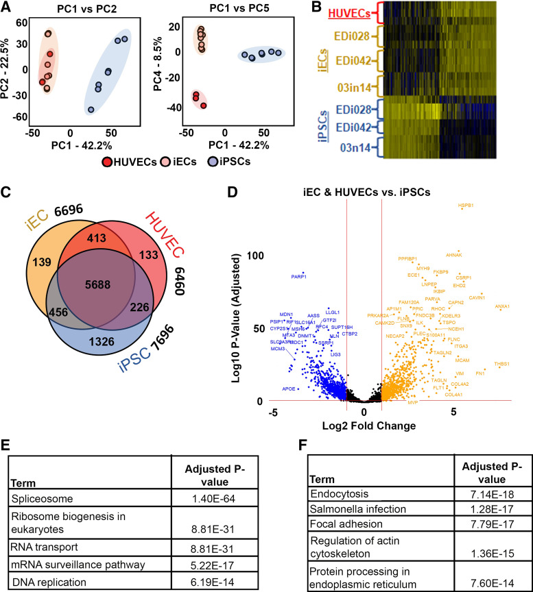 Proteomics of novel induced pluripotent stem cell-derived vascular endothelial cells reveal extensive similarity with an immortalized human endothelial cell line.