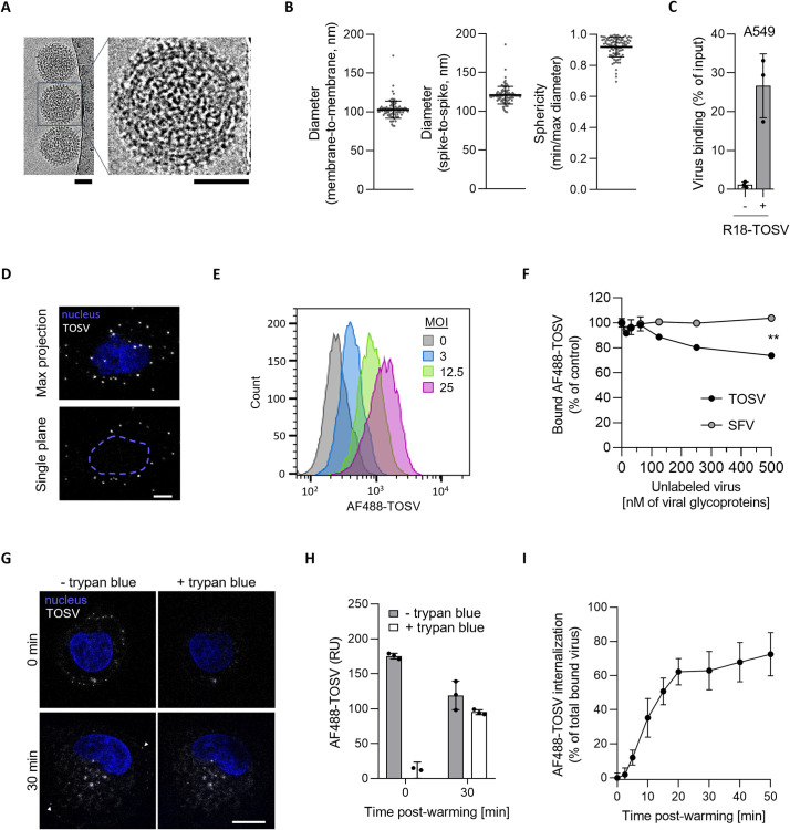 The phenuivirus Toscana virus makes an atypical use of vacuolar acidity to enter host cells.