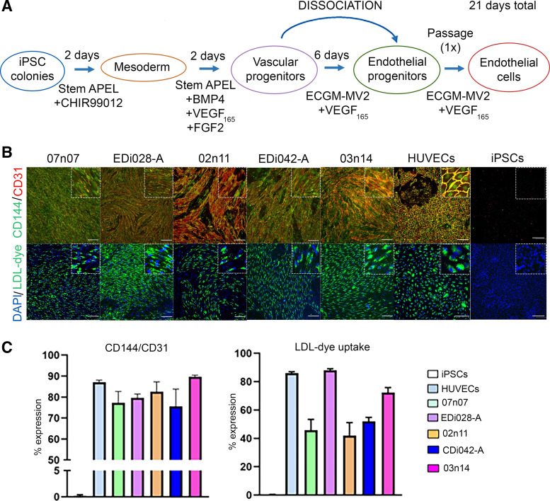 Proteomics of novel induced pluripotent stem cell-derived vascular endothelial cells reveal extensive similarity with an immortalized human endothelial cell line.