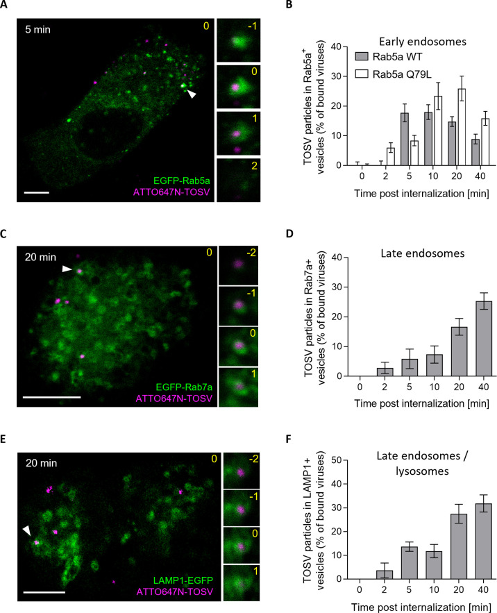 The phenuivirus Toscana virus makes an atypical use of vacuolar acidity to enter host cells.