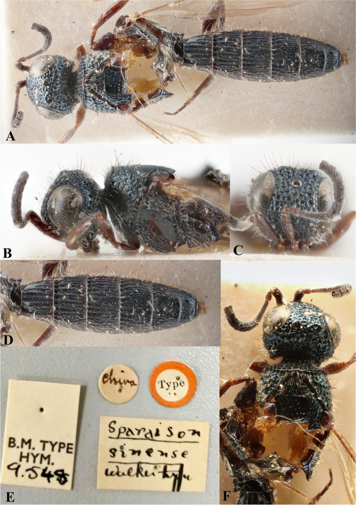 Review of the genus Sparasion Latreille, 1802 (Hymenoptera: Platygastroidea: Sparasionidae) of the Oriental region with descriptions of new species from India.