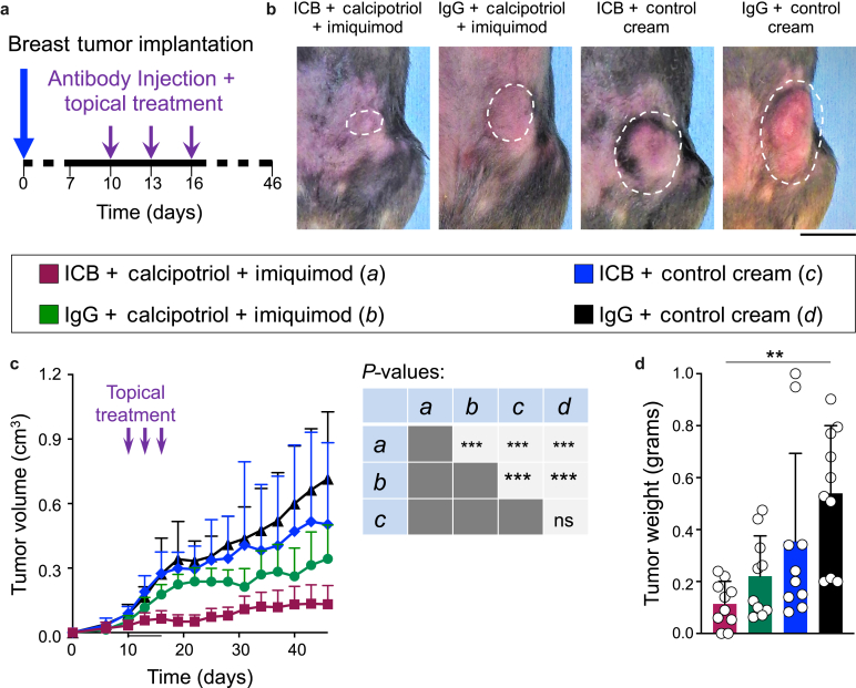 Topical Calcipotriol Plus Imiquimod Immunotherapy for Nonkeratinocyte Skin Cancers