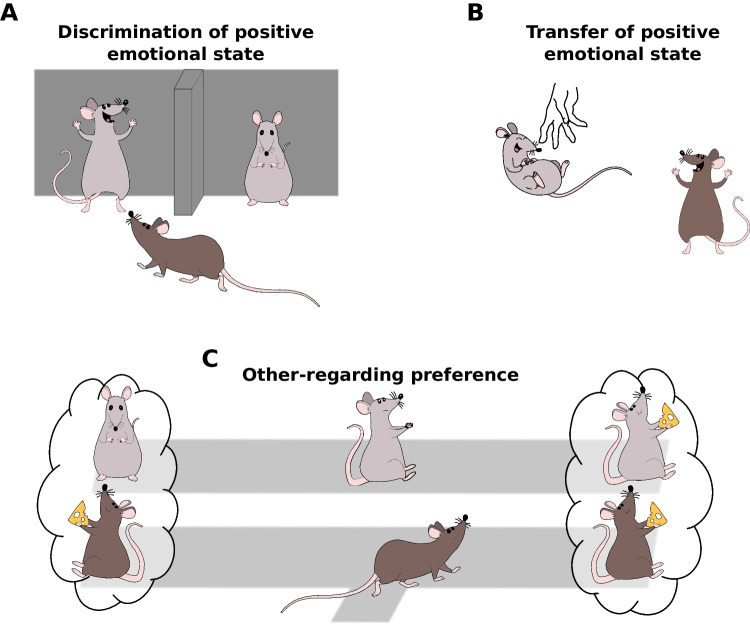 Sharing Positive Affective States Amongst Rodents