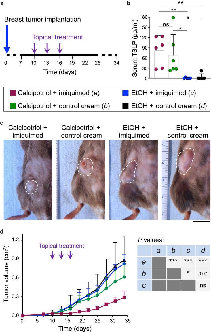 Topical Calcipotriol Plus Imiquimod Immunotherapy for Nonkeratinocyte Skin Cancers