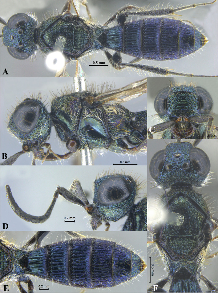 Review of the genus Sparasion Latreille, 1802 (Hymenoptera: Platygastroidea: Sparasionidae) of the Oriental region with descriptions of new species from India.