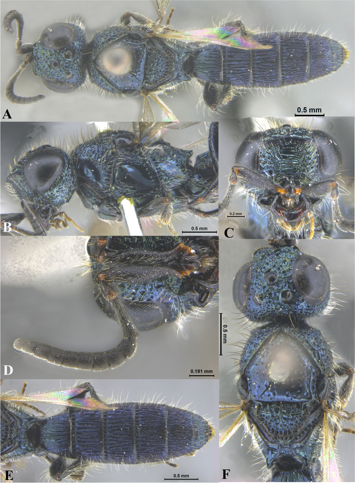 Review of the genus Sparasion Latreille, 1802 (Hymenoptera: Platygastroidea: Sparasionidae) of the Oriental region with descriptions of new species from India.