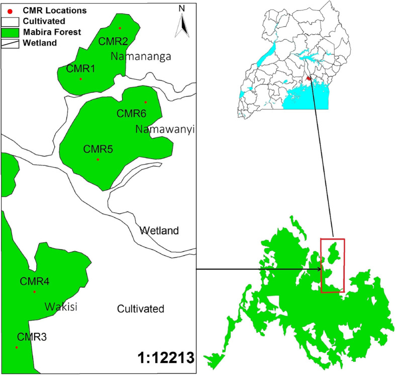 Spatio-temporal home range of the dominant rodent species in Mabira central forest reserve, Uganda.