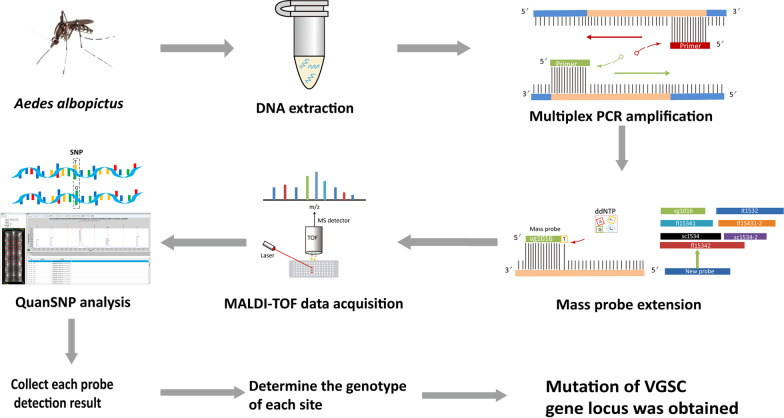 A novel strategy for screening mutations in the voltage-gated sodium channel gene of Aedes albopictus based on multiplex PCR-mass spectrometry minisequencing technology.