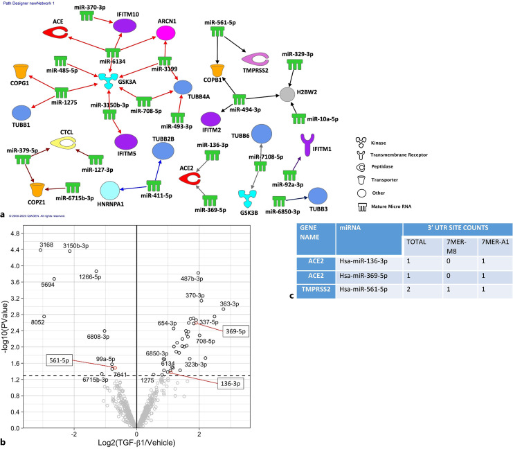 TGF-β1 Inhibition of ACE2 Mediated by miRNA Uncovers Novel Mechanism of SARS-CoV-2 Pathogenesis.