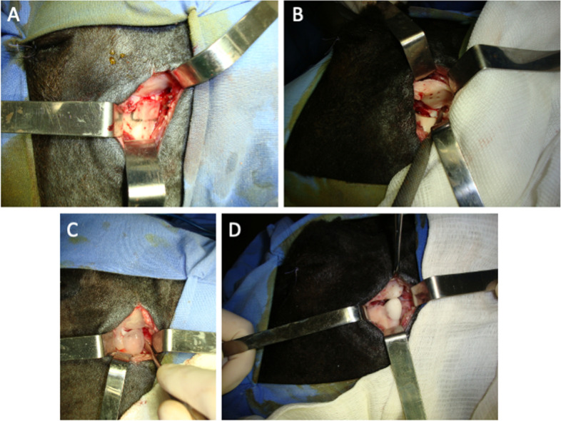 Puricelli biconvex arthroplasty: an experimental study in sheep.