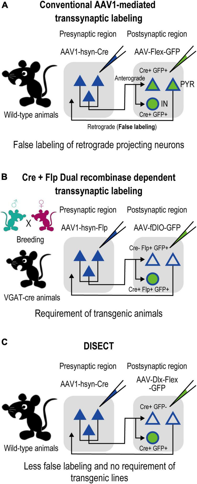 Anatomical identification of a corticocortical top-down recipient inhibitory circuitry by enhancer-restricted transsynaptic tracing.