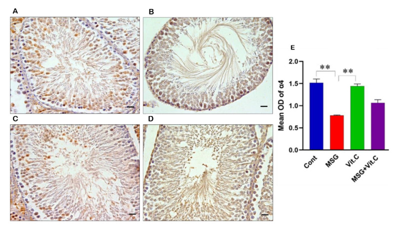 Monosodium Glutamate Effect on The Expression of ɑ7nACHR and ɑ4nACHR Subunits in The Testicular Tissue.